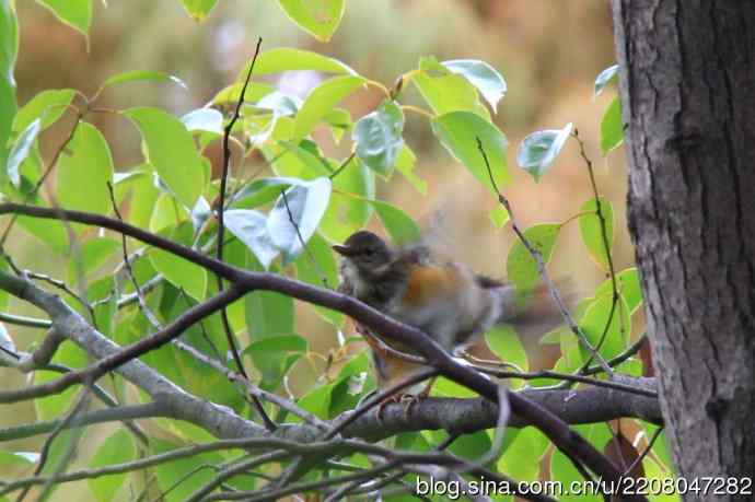 151.圣诞节送上12月份拍新鸟 151.圣诞节送上12月份拍新鸟
