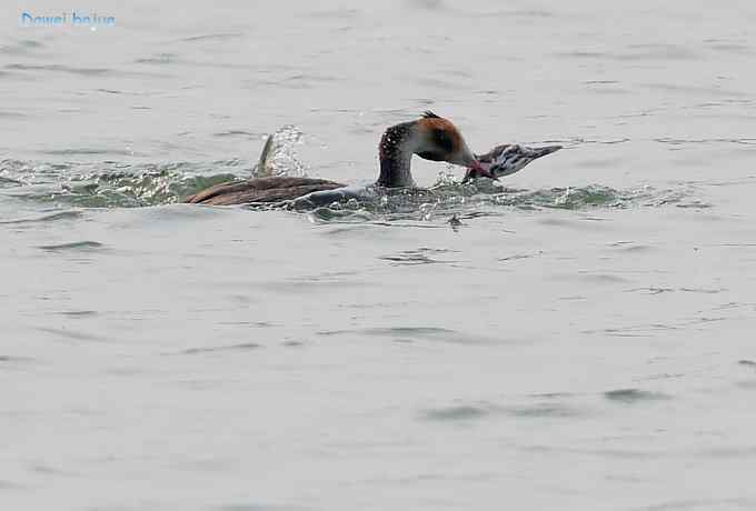 颐和园的凤头