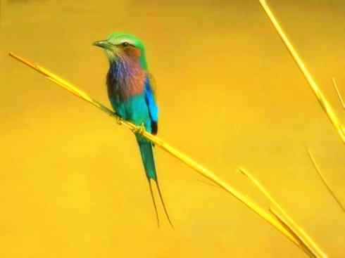 猎奇：长尾鸟雀之六