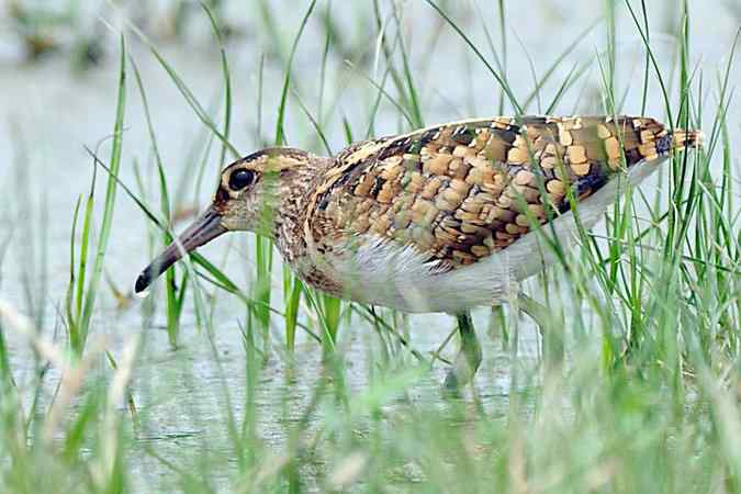 再上衡水湖 wbr续拍明星鸟