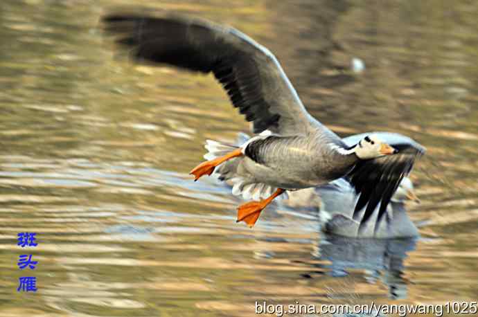 杂片(抓拍) 杂片(抓拍)