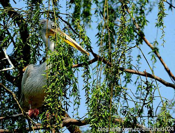 大鹈鹕上树.翠湖湿地 大鹈鹕上树.翠湖湿地