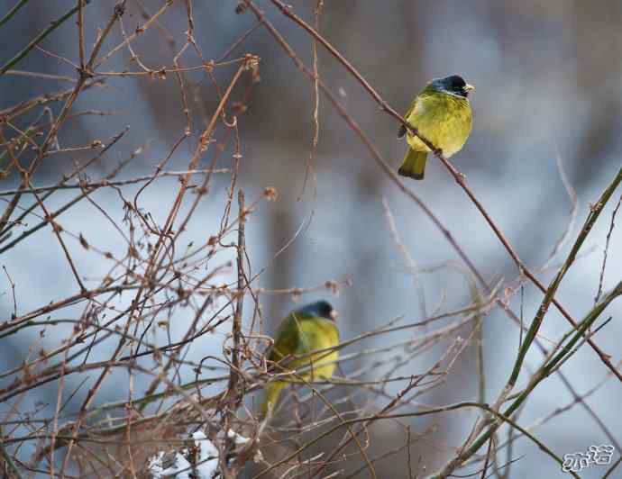 陕西洋县&nbsp;wbr路&nbsp;wbr领雀嘴鹎