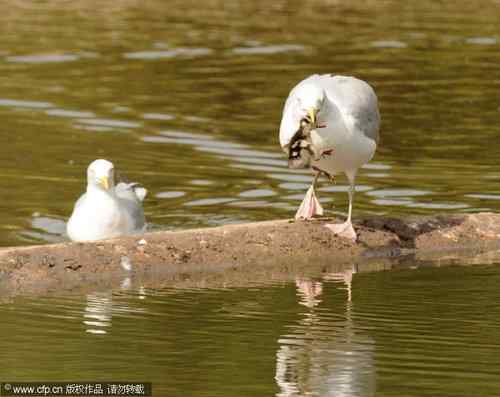 银鸥吞吃小鸭子