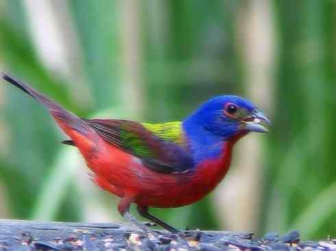 美丽无罪：雀鸟之彩鹀