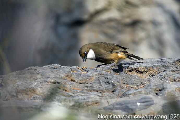 北京又现新品种(白喉噪鹛) wbr3 北京又现新品种(白喉噪鹛) wbr3