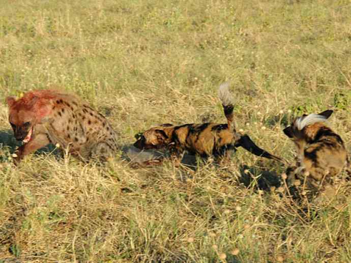 犬科：薮犬亚科非洲野犬属之非洲野犬