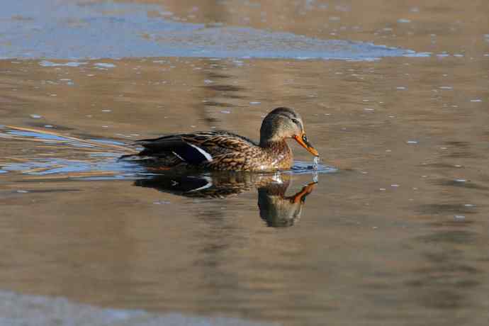 冬日鸭趣