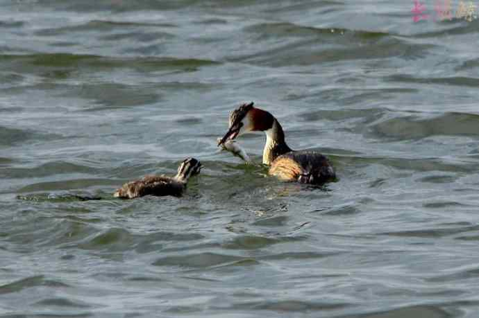 凤头鸊鷉（四）育雏喂食