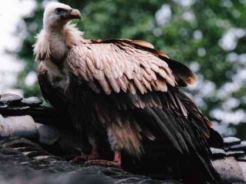 鸟类之最：高山兀鹫