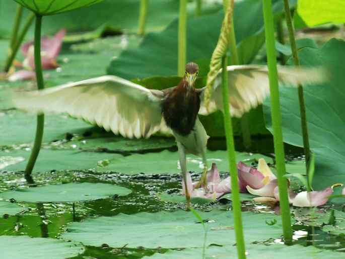 圆明园&nbsp;wbr路&nbsp;wbr荷塘深处觅食的池鹭