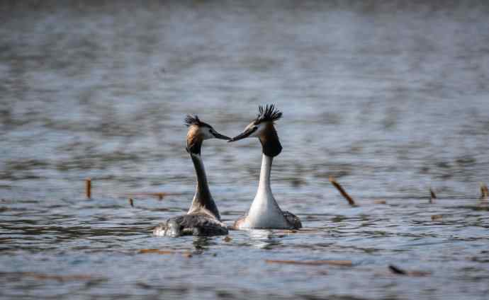阳春三月闹爱情 阳春三月闹爱情