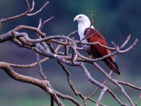 白头鸟系列：另类的美丽12