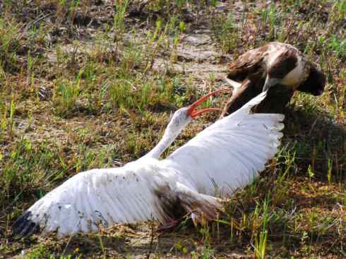猎奇：奇特的鸟喙之一