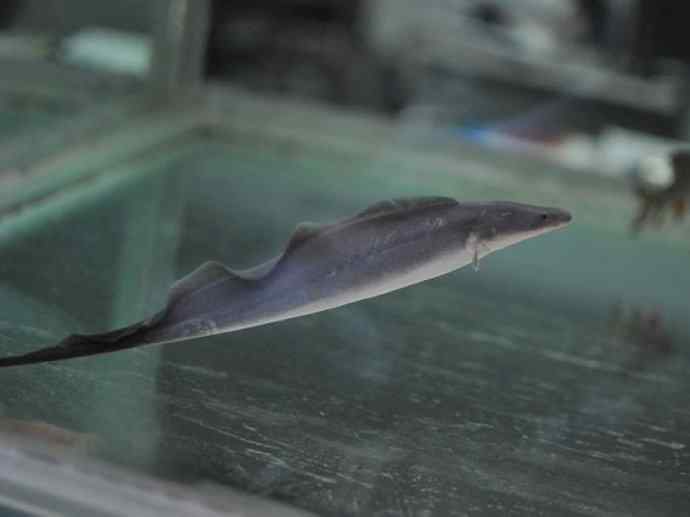 鱼类活化石：裸臀鱼