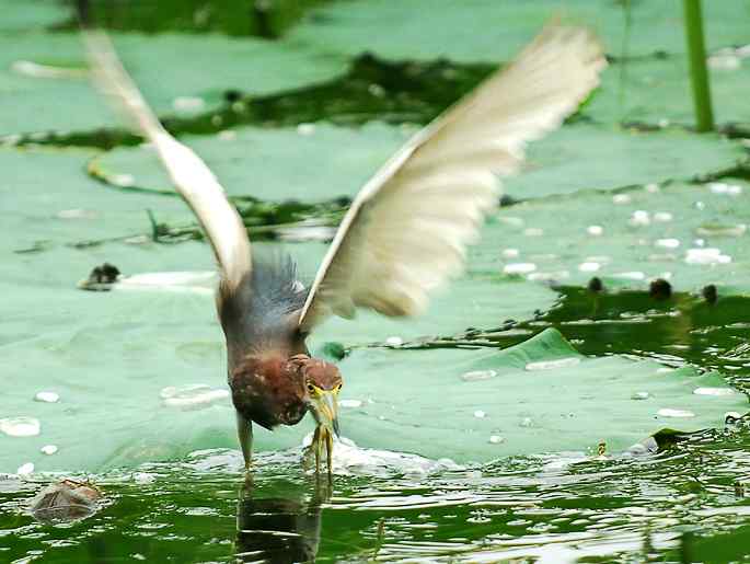 圆明园&nbsp;wbr路&nbsp;wbr荷塘深处觅食的池鹭