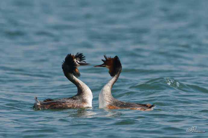 颐和园的凤头