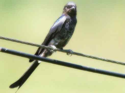 雀鸟也彪悍：黑侠（黑卷尾）