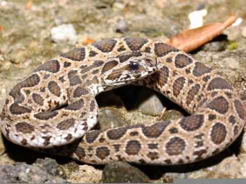 龙：传说的兽原型探秘（蝰蛇类）