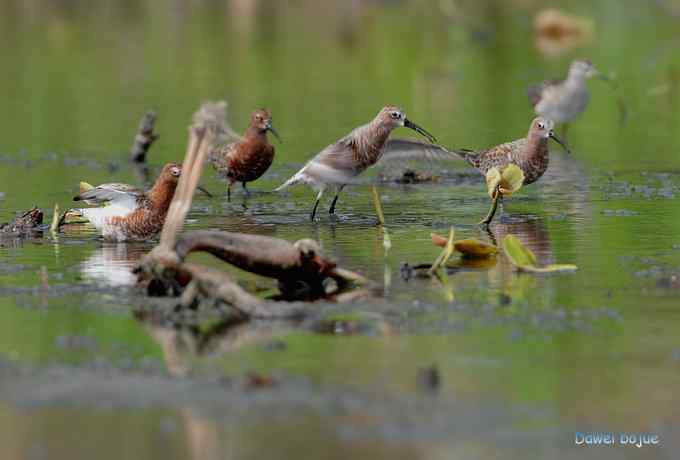 曼妙起舞--慢门抓拍滨鹬起飞瞬间