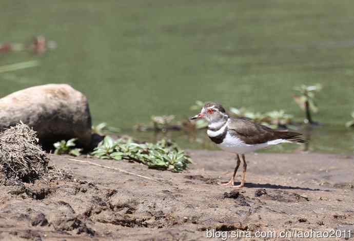 又撮一堆儿 wbr肯尼亚的鸟儿