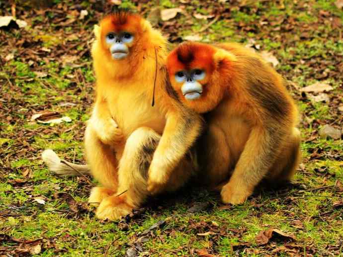 犬科:犬亚科犬属之貉 犬科:犬亚科犬属之貉