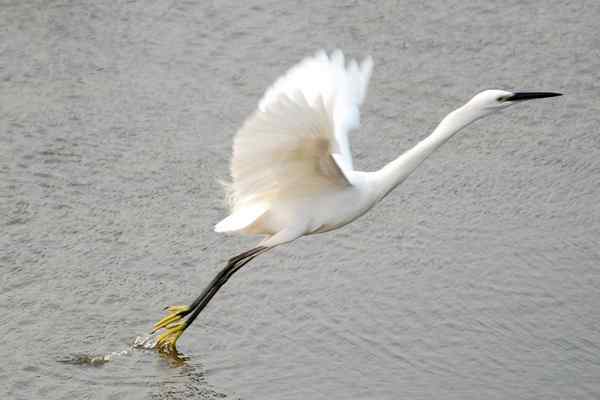 武汉观鸟会初级观鸟讲座[第13课]——白衣仙子，各种白鹭的区别辨识