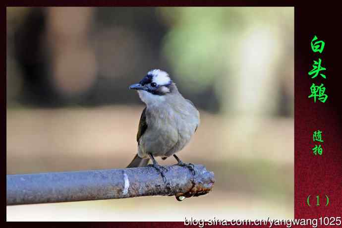白头鹎（随拍）1