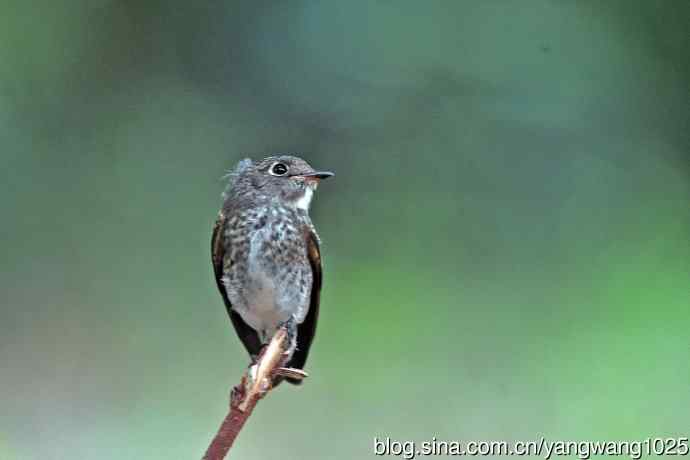 烏鶲（亚成鸟）3