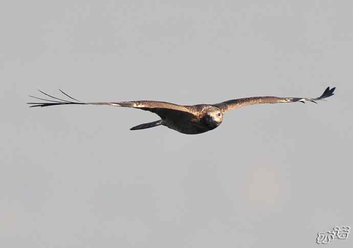 北京西山&nbsp;wbr路&nbsp;wbr黑耳鸢