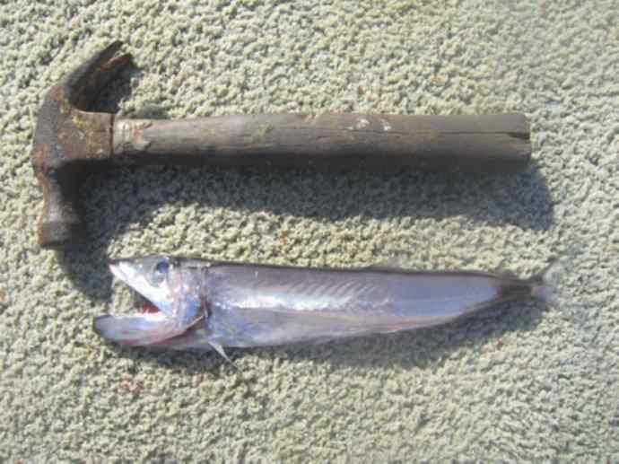 鱼类活化石：帆蜥鱼