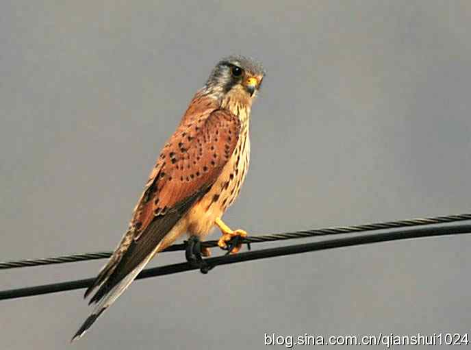 红隼的美味午餐(白河湾)