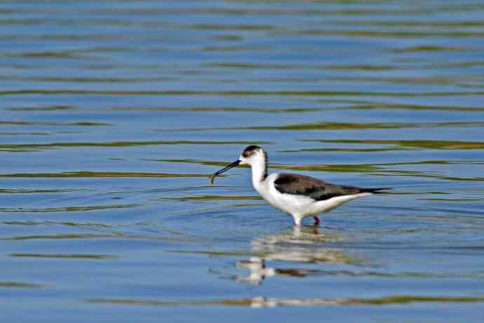 黑翅长脚鹬（5）