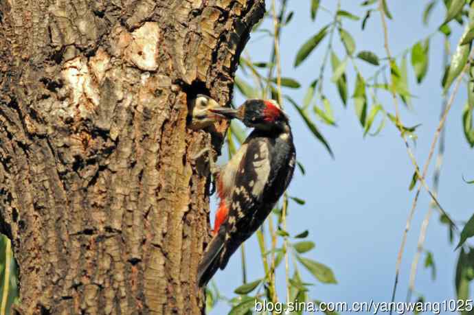 父子情深的大斑啄木鸟（3）