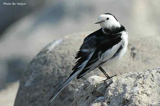 鸟为悦己者容(白鹡鸰梳洗版)