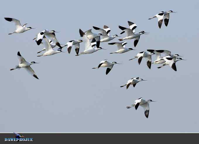 迁徙的鸟：飞翔的反嘴鹬
