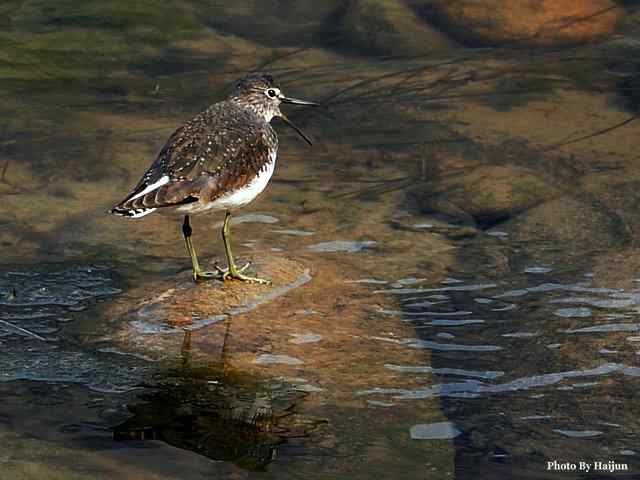 十渡的鸟儿看过来