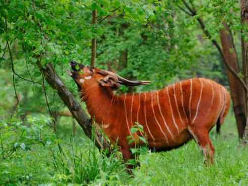 麒麟：传说的兽原型探秘（紫羚）
