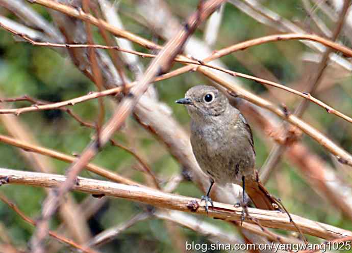 再拍北红尾鸲 再拍北红尾鸲