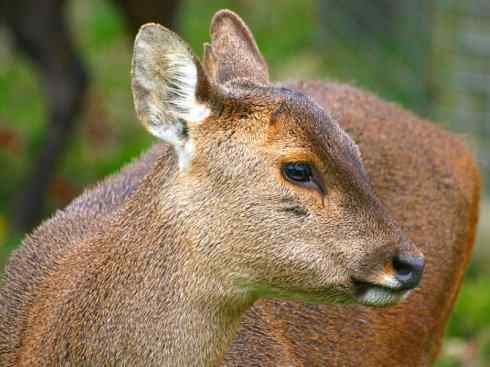 麒麟：传说的兽原型探秘（麋鹿）