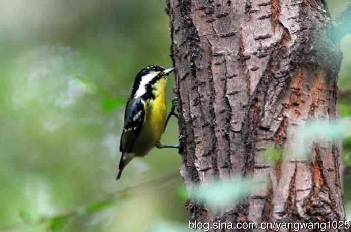 黄腹山雀(9) 黄腹山雀(9)