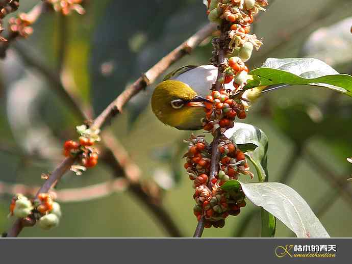 云南拍鸟：灰腹绣眼【实拍】