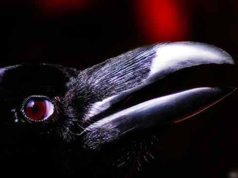 猎奇：奇特的鸟喙之四