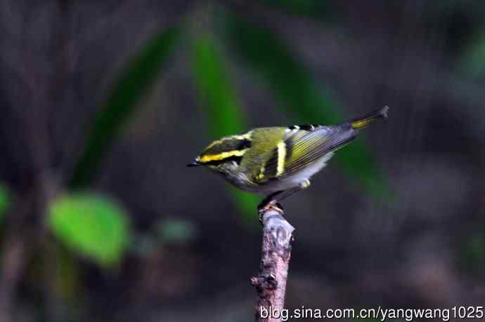 黄腰柳莺（10）