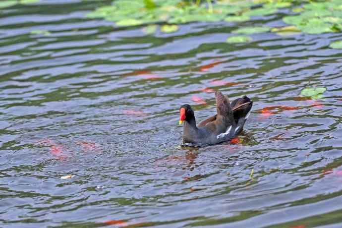 北京将府公园的鸟类——黑水鸡