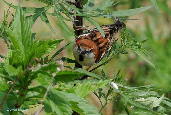 白河六月几只鸟　