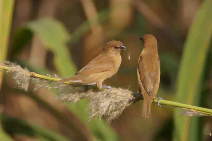 近几天拍到的鸟（拍鸟季来了鈥斺敼！）
