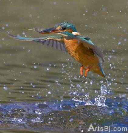 超级翠鸟:比目鱼、虾、牡蛎、虾虎鱼、胭脂鱼和小黑鲈我都爱吃