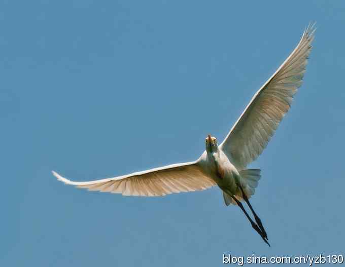 飞版牛背鹭集锦（组图，12张图片）