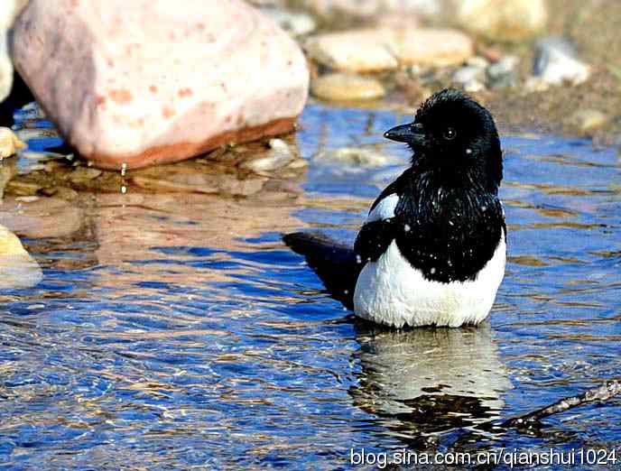 越洗越喜,一只可爱的小喜鹊